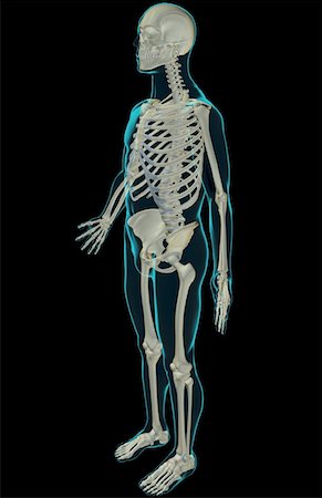 rib cage three quarter view - The skeletal system Stock Photo - Premium Royalty-Free, Code: 671-02098441