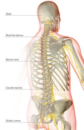 simsearch:671-02101659,k - The nerve supply of the upper body Foto de stock - Royalty Free Premium, Número: 671-02098442