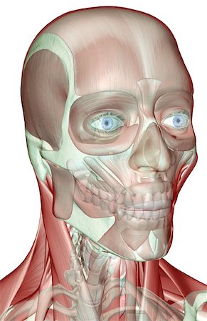 The musculoskeleton of the head and neck Stock Photo - Premium Royalty-Free, Code: 671-02098454