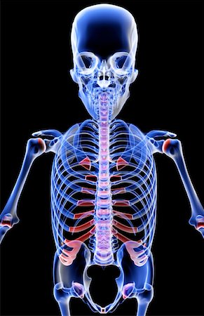 simsearch:671-02095586,k - The bones of the upper body Stock Photo - Premium Royalty-Free, Code: 671-02098456