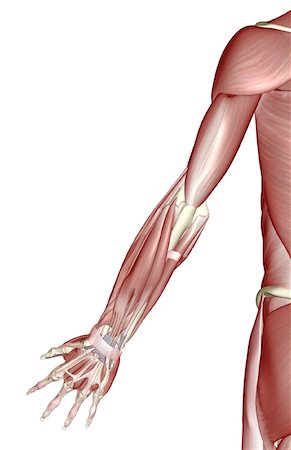 simsearch:671-02098580,k - The muscles of the upper limb Foto de stock - Royalty Free Premium, Número: 671-02098460