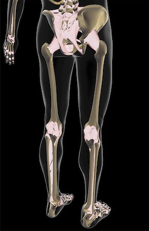The ligaments of the lower body Stock Photo - Premium Royalty-Free, Code: 671-02098478