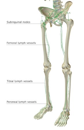 The lymph supply of the lower body Stock Photo - Premium Royalty-Free, Code: 671-02098473