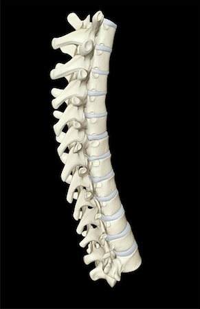 The vertebral column Foto de stock - Sin royalties Premium, Código: 671-02098489