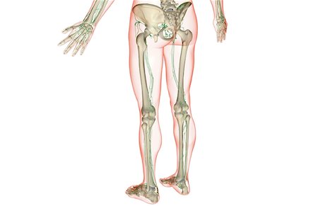 simsearch:671-02101659,k - The lymph supply of the lower body Foto de stock - Royalty Free Premium, Número: 671-02098499
