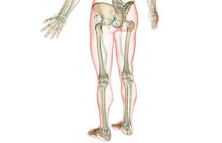 simsearch:671-02092645,k - L'approvisionnement des lymphatiques de la partie inférieure du corps Photographie de stock - Premium Libres de Droits, Code: 671-02098499