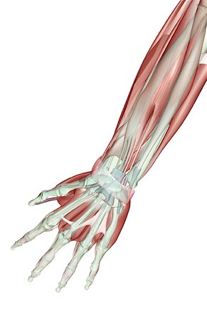 extensor digit minimi tendon - The musculoskeleton of the forearm Stock Photo - Premium Royalty-Free, Code: 671-02098527