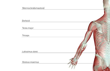 simsearch:671-02098580,k - The musculoskeleton of the upper limb Foto de stock - Royalty Free Premium, Número: 671-02098534