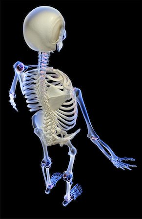 simsearch:671-02101509,k - The skeletal system Stock Photo - Premium Royalty-Free, Code: 671-02098547