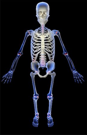 The skeletal system Foto de stock - Sin royalties Premium, Código: 671-02098542