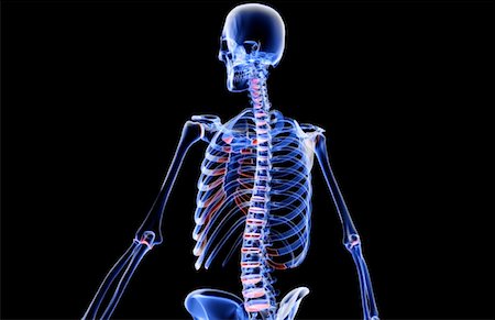 simsearch:671-02101509,k - The bones of the upper body Stock Photo - Premium Royalty-Free, Code: 671-02098554
