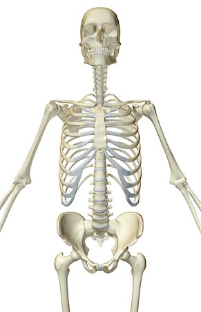 The bones of the upper body Foto de stock - Sin royalties Premium, Código: 671-02098555