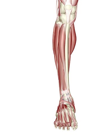 simsearch:671-02094652,k - The muscles of the leg Stock Photo - Premium Royalty-Free, Code: 671-02098564
