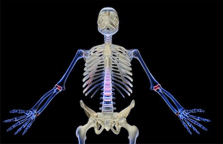 simsearch:671-02095632,k - The bones of the upper body Fotografie stock - Premium Royalty-Free, Codice: 671-02098565