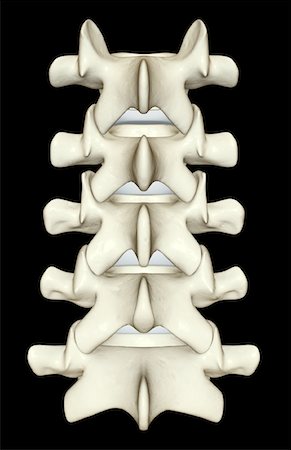 simsearch:671-02092134,k - The lumbar vertebrae Fotografie stock - Premium Royalty-Free, Codice: 671-02098560