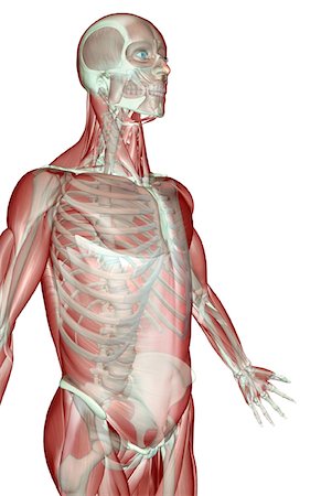 simsearch:671-02098580,k - The musculoskeleton of the upper limb Foto de stock - Royalty Free Premium, Número: 671-02098562