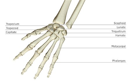 The bones of the hand Stock Photo - Premium Royalty-Free, Code: 671-02098570