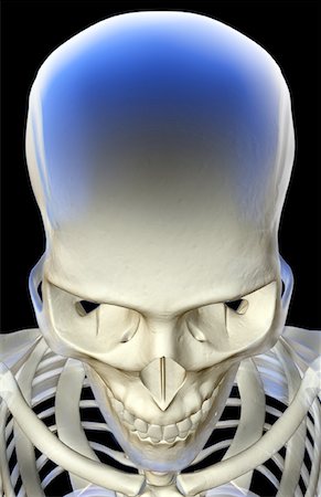 simsearch:671-02094214,k - The bones of the head and face Foto de stock - Sin royalties Premium, Código: 671-02098589
