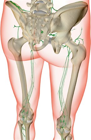 simsearch:671-02101659,k - The lymph supply of the pelvis and lower limb Foto de stock - Royalty Free Premium, Número: 671-02098581