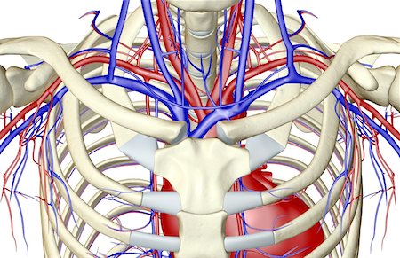 The blood supply of the upper body Stock Photo - Premium Royalty-Free, Code: 671-02098596