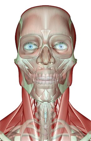 The musculoskeleton of the head, neck and face Stock Photo - Premium Royalty-Free, Code: 671-02098597