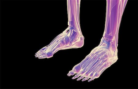 simsearch:671-02092967,k - Les muscles des pieds Photographie de stock - Premium Libres de Droits, Code: 671-02098591