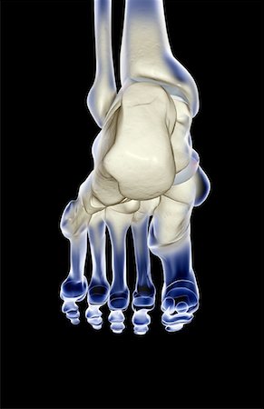 simsearch:671-02101509,k - The bones of the foot Stock Photo - Premium Royalty-Free, Code: 671-02098608