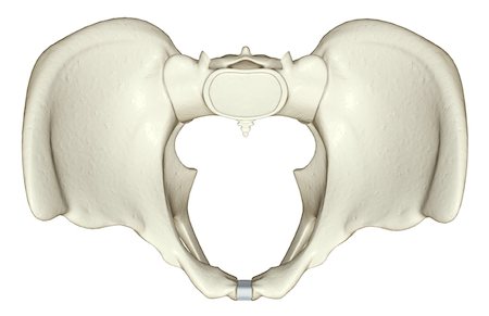 simsearch:671-02098689,k - Die Knochen des Beckens Stockbilder - Premium RF Lizenzfrei, Bildnummer: 671-02098609