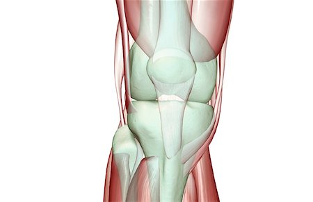 The musculoskeleton of the knee Foto de stock - Sin royalties Premium, Código: 671-02098616