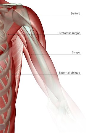 shoulder illustration - The musculoskeleton of the shoulder and upper arm Stock Photo - Premium Royalty-Free, Code: 671-02098624