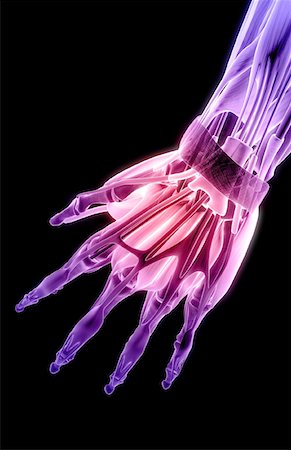 extensor digit minimi tendon - The muscles of the hand Stock Photo - Premium Royalty-Free, Code: 671-02098626