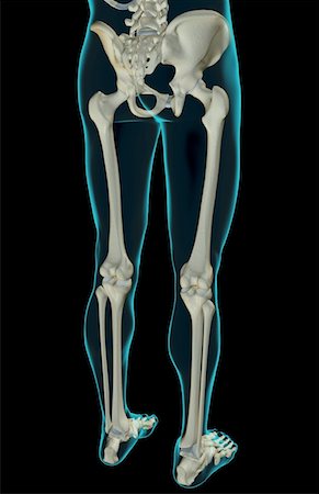 simsearch:671-02101659,k - The bones of the lower body Foto de stock - Royalty Free Premium, Número: 671-02098621
