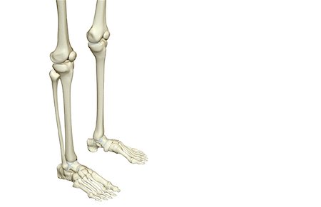 skeleton profile - The bones of the leg Stock Photo - Premium Royalty-Free, Code: 671-02098639