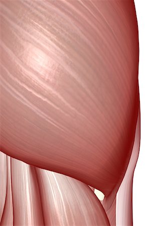 simsearch:671-02094335,k - The muscles of the hip Stock Photo - Premium Royalty-Free, Code: 671-02098630