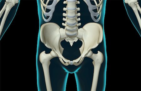 The bones of the lower body Foto de stock - Sin royalties Premium, Código: 671-02098648