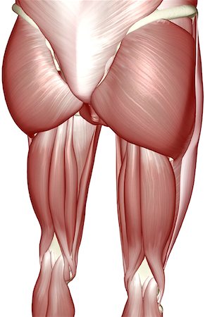 simsearch:671-02101659,k - The muscles of the lower limb Foto de stock - Royalty Free Premium, Número: 671-02098656