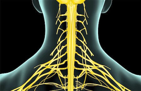 simsearch:671-02098304,k - The nerves of the neck Stock Photo - Premium Royalty-Free, Code: 671-02098658