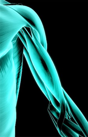 skeleton with black background - Muscles of the upper arm Stock Photo - Premium Royalty-Free, Code: 671-02098716