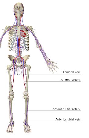 simsearch:671-02098380,k - The vascular system Fotografie stock - Premium Royalty-Free, Codice: 671-02098713