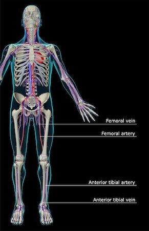 simsearch:671-02099179,k - The vascular system Stock Photo - Premium Royalty-Free, Code: 671-02098721