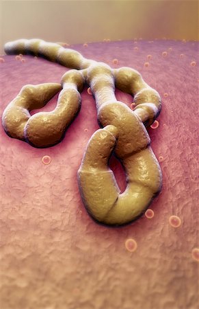 Ebola virus Stock Photo - Premium Royalty-Free, Code: 671-02098722