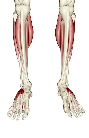 simsearch:671-02094652,k - Muscles of the lower leg and foot Stock Photo - Premium Royalty-Free, Code: 671-02098731