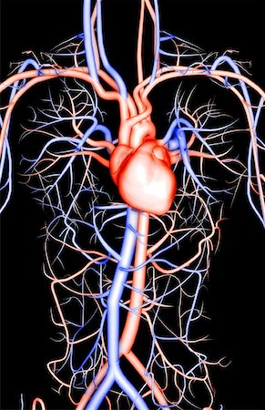 simsearch:671-02099179,k - The cardiovascular system Stock Photo - Premium Royalty-Free, Code: 671-02098744