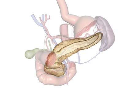 pâncreas - The pancreas Foto de stock - Royalty Free Premium, Número: 671-02098741