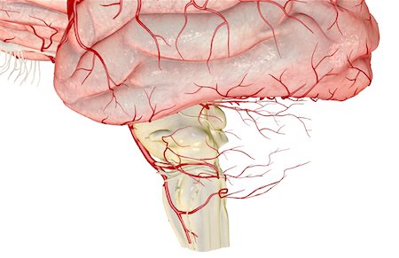 The cerebellar arteries Stock Photo - Premium Royalty-Free, Code: 671-02098785