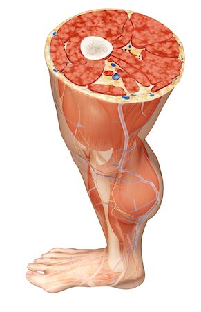 simsearch:671-02098689,k - Querschnitt von der Oberschenkel Stockbilder - Premium RF Lizenzfrei, Bildnummer: 671-02098802