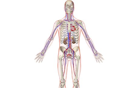 simsearch:671-02098853,k - The urinary system Foto de stock - Sin royalties Premium, Código: 671-02098816