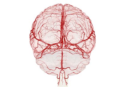 posterior inferior cerebellar artery - The arteries of the brain Stock Photo - Premium Royalty-Free, Code: 671-02098828