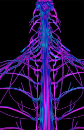 spine anatomy back view - Nerve supply of the upper body Stock Photo - Premium Royalty-Free, Code: 671-02098829