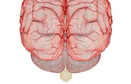simsearch:671-02098687,k - The arteries of the brain Stock Photo - Premium Royalty-Free, Code: 671-02098844